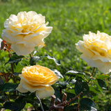 Three yellow Sunshine Daydream Roses with green leaves on a blurred green background