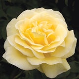 Close-up of a yellow Sunshine Daydream Rose with a dark background