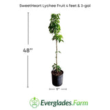 SweetHeart Lychee fruit plant with dimensions and Everglades Farm logo.