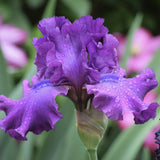 Close-up of a Swingtown Fragrant Bearded Iris flower with water droplets on its petals.