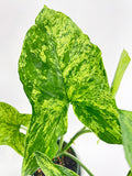 Close-up of a Syngonium Podophyllum 'Mojito' Hybrid