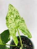 Syngonium Podophyllum 'Mojito' Hybrid