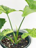 Syngonium Podophyllum 'Mojito' Hybrid