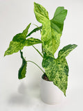 Potted plant with green leaves on a white background
