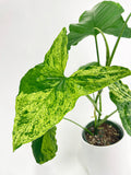Syngonium Podophyllum 'Mojito' Hybrid