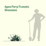 Agave Parryi Truncata