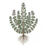 THYME plant for Seeds