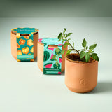 Terracotta pot with a small plant, surrounded by seed sprouting kit boxes on a light background Tiny Terracotta Garden Kits