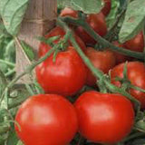 Red tomatoes on a vine with green leaves against a wooden background TOMATO Seeds, Beefsteak