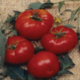 Four red tomatoes with green leaves on a textured background TOMATO Seeds, Brandywine Red