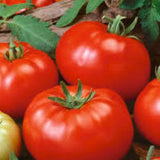 Close-up of red tomatoes with green leaves on a wooden surface TOMATO Seeds, German Johnson