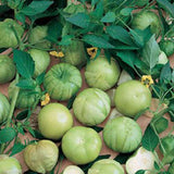 Green tomatoes growing on a vine with leaves TOMATO Seeds, Tomatillo Verde