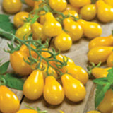 Close-up of yellow tomatoes on a leafy background TOMATO Seeds, Yellow Pear