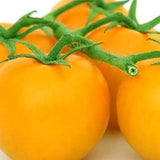 Close-up of yellow cherry tomatoes on a white background TOMATO Seeds, Yellow Plum