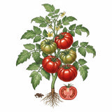 Illustration of a tomato plant with red and green tomatoes on a white background TOMATO Seeds, Beefsteak