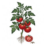 Illustration of a tomato plant with red TOMATO Seeds, Brandywine Red tomatoes and roots on a white background 