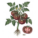 Illustration of a tomato plant with ripe and sliced tomatoes on a white background TOMATO Seeds, Cherokee Purple