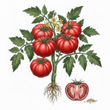 Illustration of a tomato plant with red tomatoes and a cut tomato showing seeds. TOMATO Seeds, German Johnson
