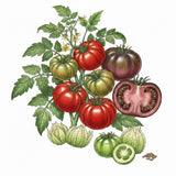 Illustration of a tomato plant with various tomatoes and leaves on a white background TOMATO Seeds, Heirloom Blend