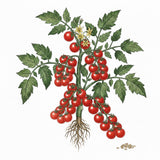 Illustration of a tomato plant with red tomatoes and roots on a white background TOMATO Seeds, Red Cherry (Large) 