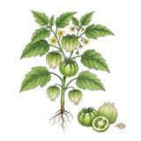 Illustration of a green tomato plant with fruits and flowers on a white background TOMATO Seeds, Tomatillo Verde