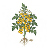 Illustration of a tomato plant with yellow tomatoes on a white background TOMATO Seeds, Yellow Pear