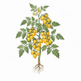 Illustration of a tomato plant with yellow tomatoes on a white background TOMATO Seeds, Yellow Plum