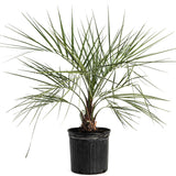 Pindo Palm