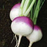 Bunch of TURNIP Purple Top White Globe