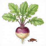 Illustration of a turnip with green leaves and seeds on a white background TURNIP Seeds, Purple Top White Globe