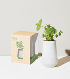White planter with a mint plant next to its packaging on a light background Tapered Tumbler Grow Kits