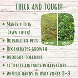 Advertisement for a lawn improvement product with text and before-and-after images on a wooden background.