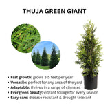 Thuja Green Giant plant with descriptive text on a white background