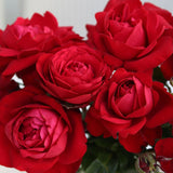 Close-up of red Tiamo Roses with a blurred background