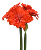 Tika Flamenco Amaryllis - 28-32 cm bulb