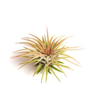 Tillandsia Ionantha Rubra with pink and green leaves on a white background
