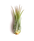 Tillandsia Ionantha Scaposa on a white background