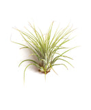 Tillandsia Ionantha v Ionantha on a white background