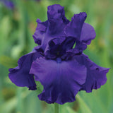 Close-up of a purple Titans Glory Bearded Iris flower with a blurred green background