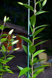 Premium Grow Stake - FREE SHIPPING ON 4 OR MORE