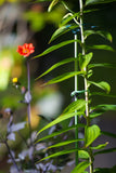 Premium Grow Stake - FREE SHIPPING ON 4 OR MORE