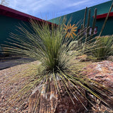 Spiky Mexican Grass Tree plant growing on a rock with a building featuring a sun design in the background.