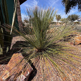 Spiky Mexican Grass Tree plant in a rocky garden with a clear blue sky