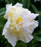 Top Brass Peony 