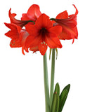 Top Choice® Sonata Amaryllis - 14-18 cm bulb