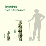 Dimensions of a totem pole cactus with a person silhouette for scale on a white background.