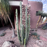 Totem Pole 'Minor'