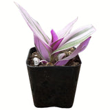 Tradescantia zebrina with purple and green leaves on a white background