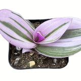 Tradescantia zebrina plant in a pot on a white background