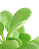 Close-up of Senecio jacobsenii 'Trailing Jade' on a white background